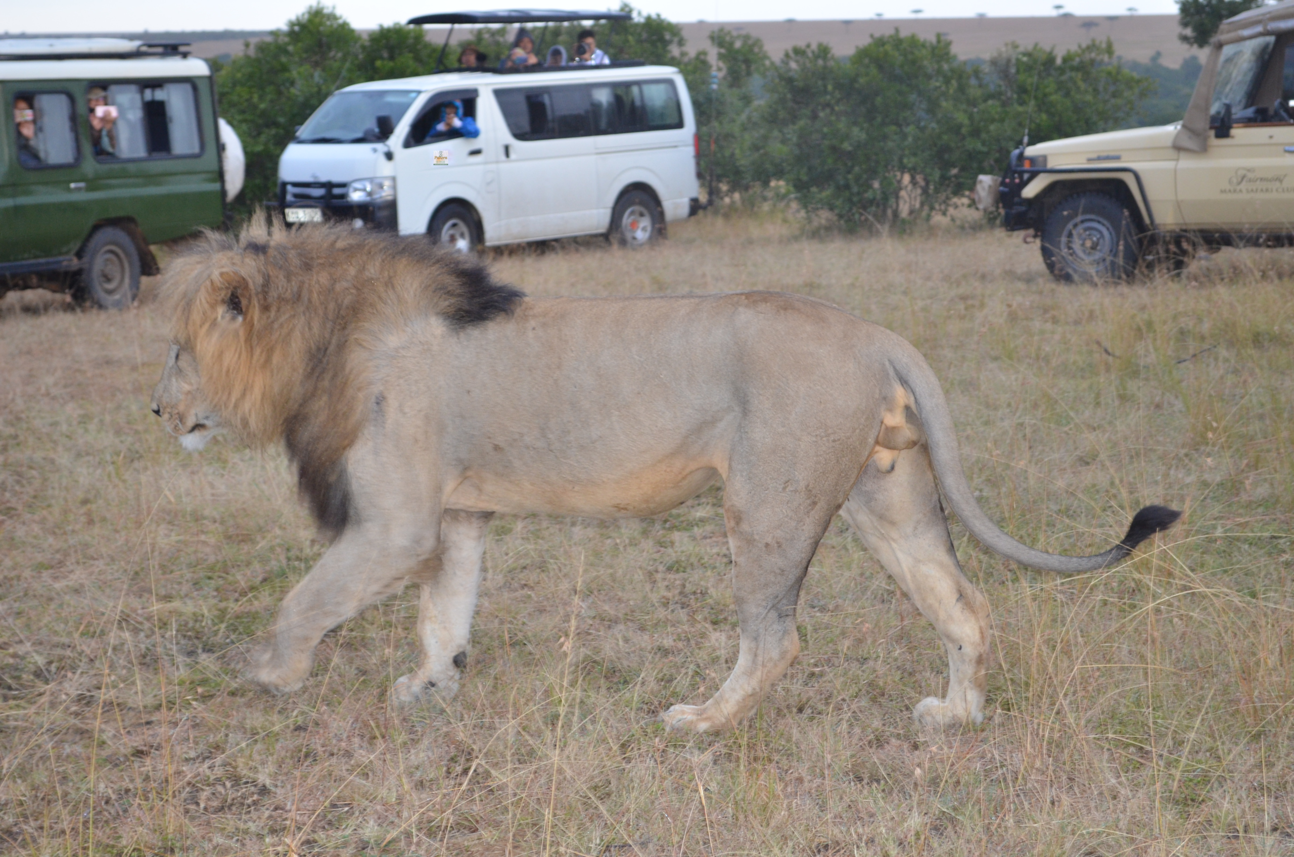 lion at mara