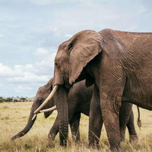 mara elephants