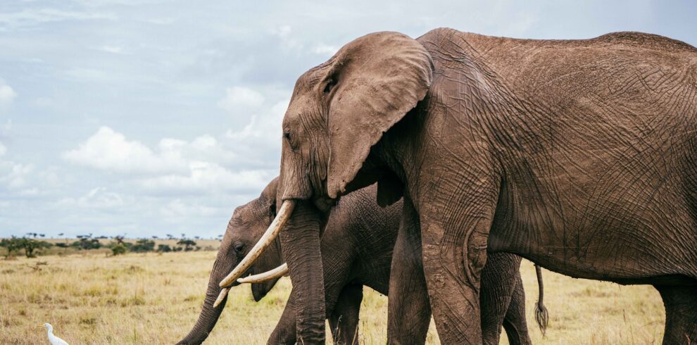 mara elephants