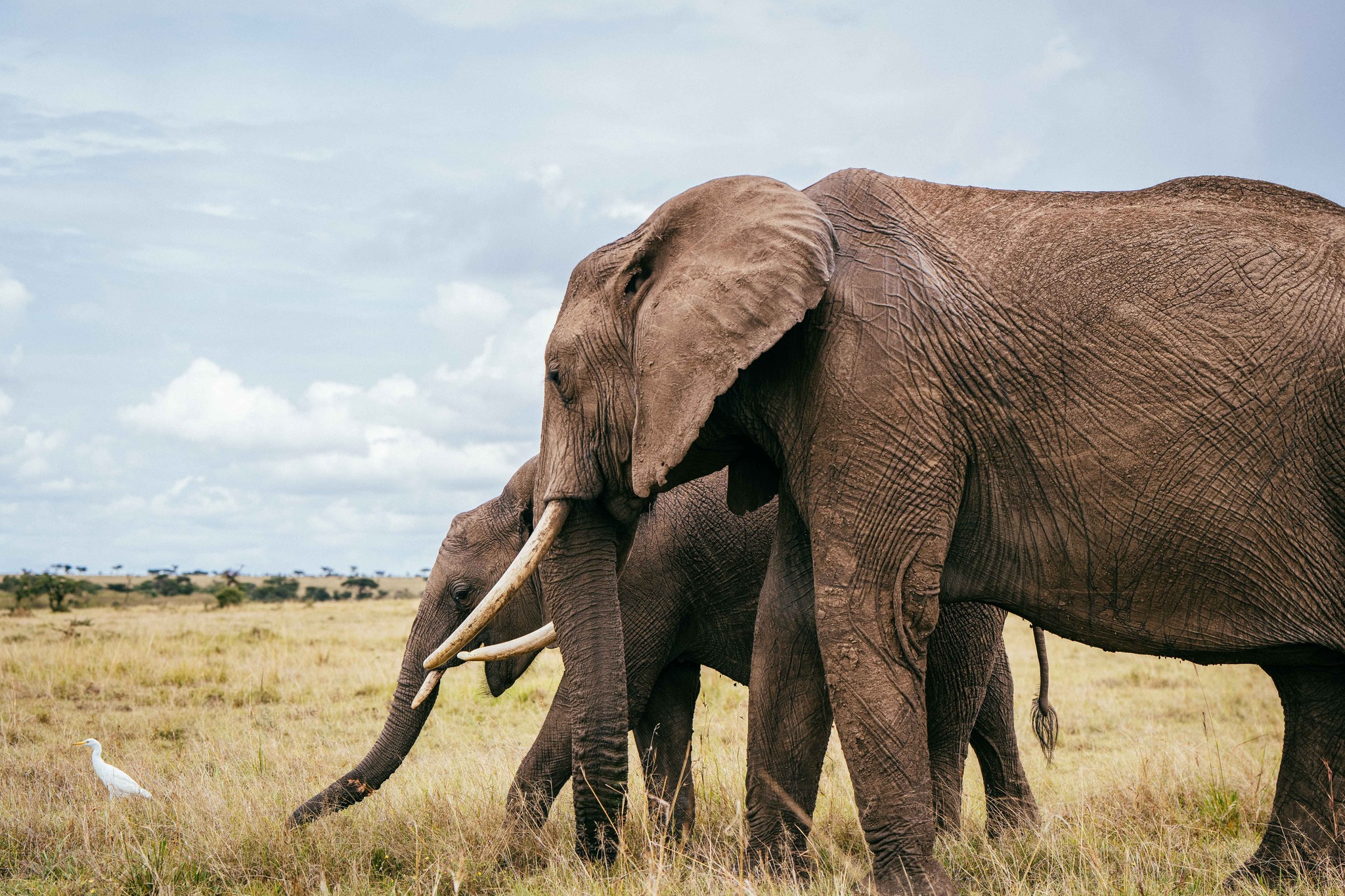 mara elephants
