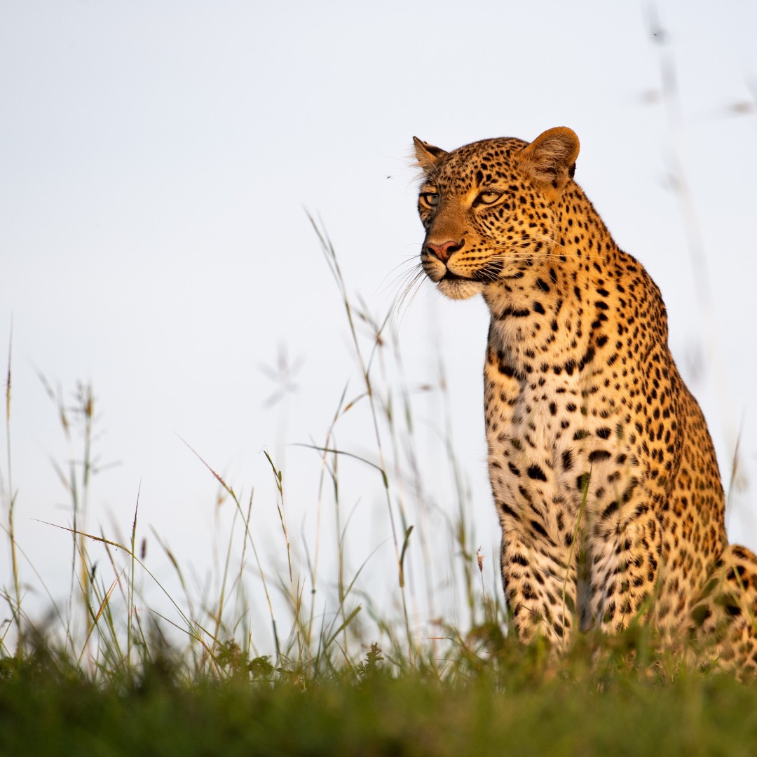 Leopard
