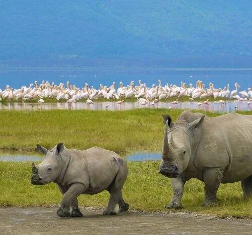 Lake nakuru rhino