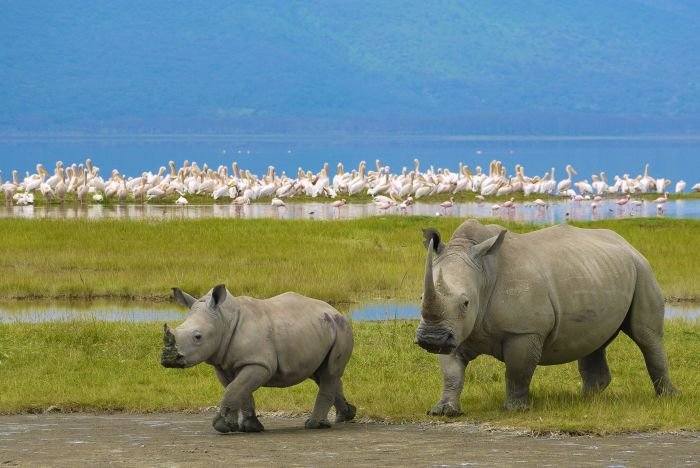 Lake nakuru rhino